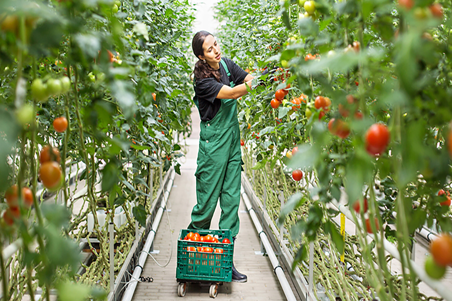 Browse Agriculture, Horticulture, & the Outdoors Careers